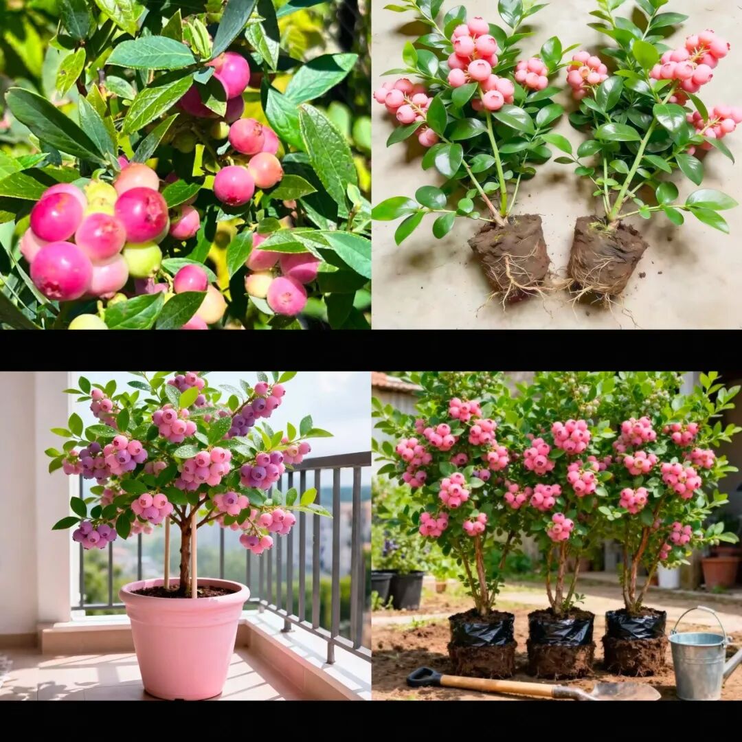 一颗难求？“粉色蓝莓”，1斤400元冲上热搜