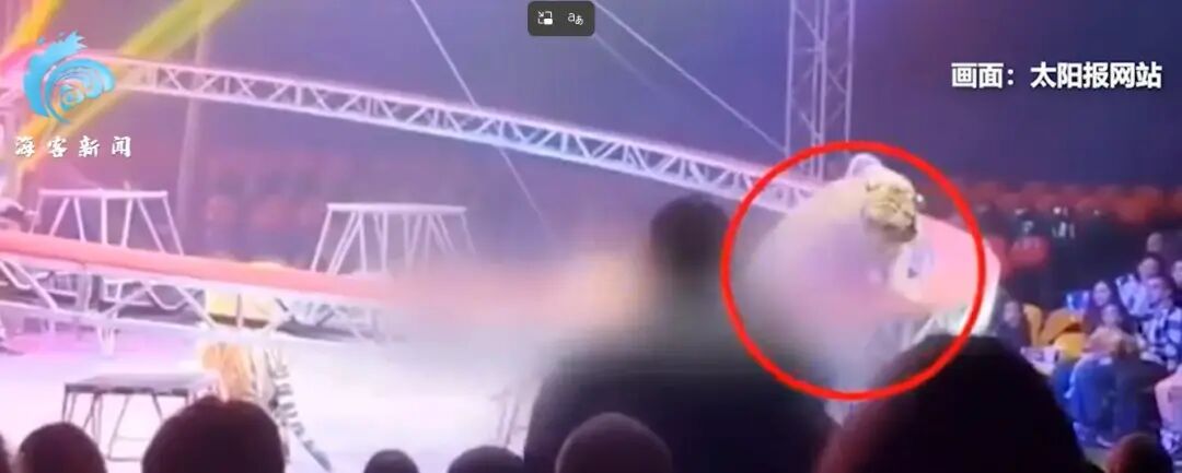 据海客新闻报道，4月19日，俄罗斯顿河畔罗斯托夫一家马戏团发生老虎跳上观众席事件，所幸无人受伤。老虎跳向观众席（视频截图）从视频中可见，三只老虎在舞台上表演，原本围住舞台的安全防护网突然坍塌滑落，其中一 ...