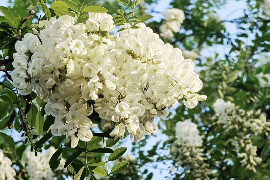 维生素C是苹果的10倍！现在吃它正合适，但要注意这些禁忌