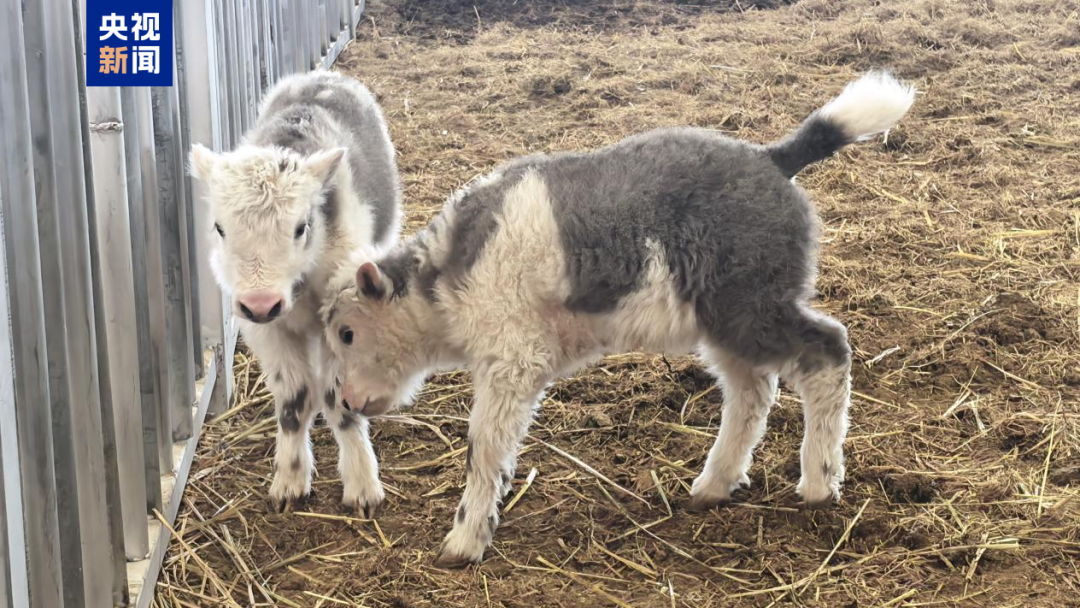 我国首次实现批量克隆10头牦牛